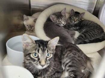 Mouse-adopted! -  Domestic Short Hair Cat for Adoption in Atlanta, Georgia - Mouse-adopted! | PetCurious