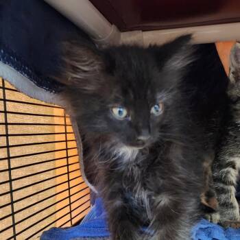 Miss Piggy -  Domestic Long Hair Cat for Adoption in Walker, Michigan - Miss Piggy | PetCurious