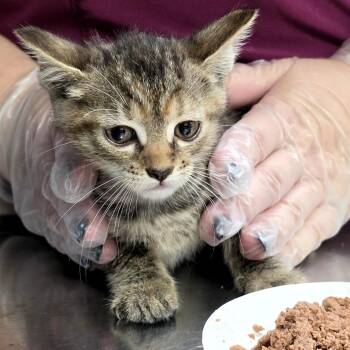 Stripes -  Domestic Short Hair Cat for Adoption in Newark, New Jersey - Stripes | PetCurious
