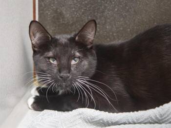 FLUFFERNUTTER -  Domestic Short Hair Cat for Adoption in Phoenix, Arizona - FLUFFERNUTTER | PetCurious