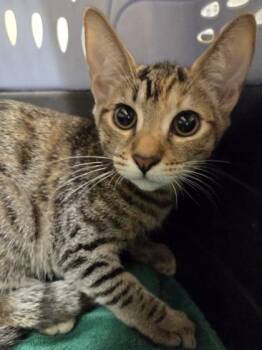 Cuddles -  Domestic Short Hair Cat for Adoption in Honolulu, Hawaii - Cuddles | PetCurious