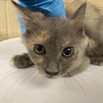 Red Velvet -  Domestic Medium Hair Cat for Adoption in Troy, Virginia - Red Velvet | PetCurious