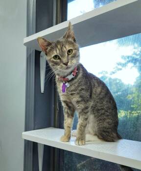 Rescue Domestic Short Hair Cats for Adoption in Grand Rapids, Michigan - SMUCKERS | PetCurious