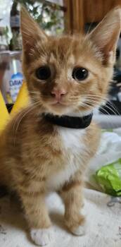 Scotch -  Domestic Short Hair Cat for Adoption in Dyersburg, Tennessee - Scotch | PetCurious