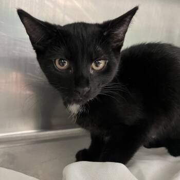 Cold brew -  Domestic Short Hair Cat for Adoption in Philadelphia, Pennsylvania - Cold Brew | PetCurious