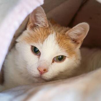 Popcorn -  Domestic Short Hair Cat for Adoption in Lakewood, Colorado - Popcorn | PetCurious