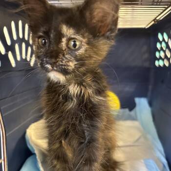 Frannie -  Domestic Medium Hair Cat for Adoption in West Palm Beach, Florida - Frannie | PetCurious