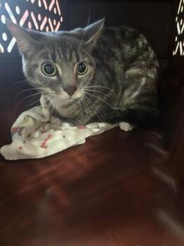 Domestic Short Hair Cats Available for Adoption in Louisville, Kentucky - A796785 | PetCurious
