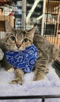 Rescue Domestic Short Hair Cats for Adoption in East Orange, New Jersey - London & Paris | PetCurious