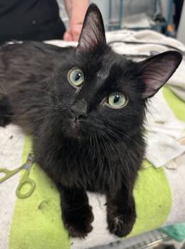 Domestic Long Hair Cats Available for Adoption - Nebula | PetCurious