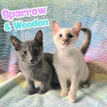 Sparrow & Weeden -Bonded Sibling Pair- -  Domestic Short Hair and Siamese Cat for Adoption in Riverview, Florida - Sparrow & Weeden -Bonded Sibling Pair- | PetCurious