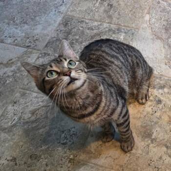 Cherry -  Domestic Short Hair Cat for Adoption in Cumming, Georgia - Cherry | PetCurious