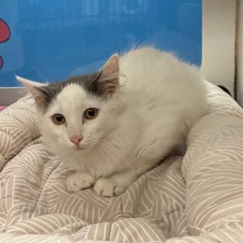 Delta -  Domestic Short Hair Cat for Adoption in Cheyenne, Wyoming - Delta | PetCurious
