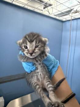 BOOBAFINA -  Domestic Short Hair Cat for Adoption in San Bernardino, California - BOOBAFINA | PetCurious