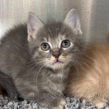Yuki -  Domestic Short Hair Cat for Adoption in League City, Texas - Yuki | PetCurious