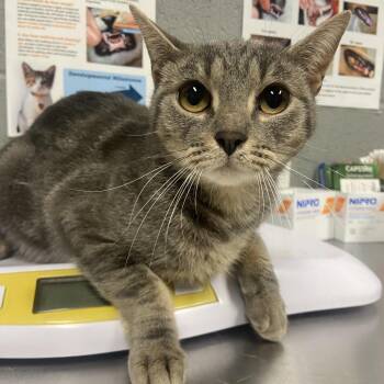 Trix -  Domestic Short Hair Cat for Adoption in Allentown, Pennsylvania - Trix | PetCurious
