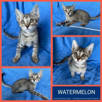 Watermelon -  Domestic Short Hair Cat for Adoption in Corpus Christi, Texas - Watermelon | PetCurious