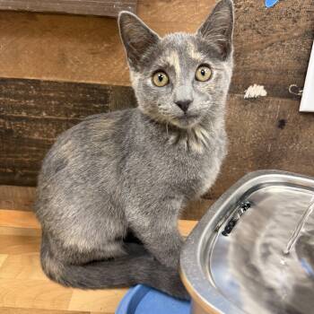 Bridgestone -  Domestic Short Hair Cat for Adoption in Hamburg, New York - Bridgestone | PetCurious