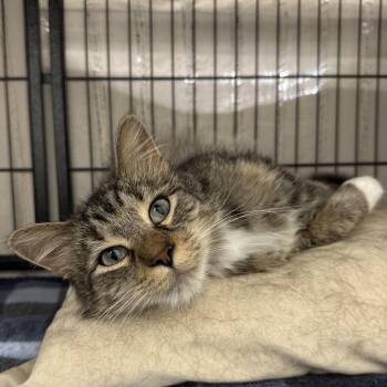 Sable -  Domestic Medium Hair Cat for Adoption in Bismarck, North Dakota - Sable | PetCurious