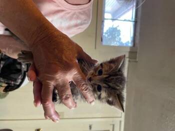 Fiona -  Domestic Short Hair Cat Available for Adoption in Papillion, Nebraska - Fiona | PetCurious