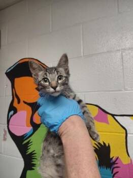Burrito Biscuits -  Domestic Short Hair Cat for Adoption in Fort Worth, Texas - Burrito Biscuits | PetCurious
