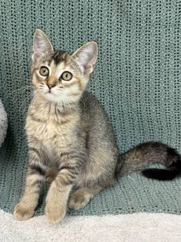 261312  Cricket -  Domestic Short Hair Cat for Adoption in Wetumpka, Alabama - 261312  Cricket | PetCurious