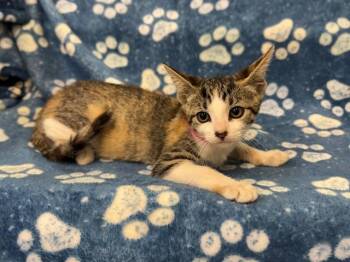 A553420 -  Domestic Short Hair Cat for Adoption in Moreno Valley, California - A553420 | PetCurious