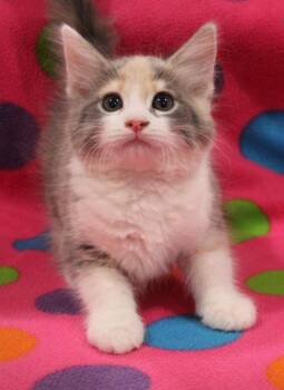 Jewel -  Domestic Short Hair Cat for Adoption in Vacaville, California - Jewel | PetCurious