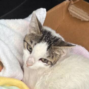 Hope -  Domestic Short Hair Cat for Adoption in Bronson, Florida - Hope | PetCurious