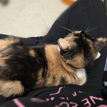 Rainbow -  Domestic Short Hair Cat for Adoption in Oshkosh, Wisconsin - Rainbow | PetCurious