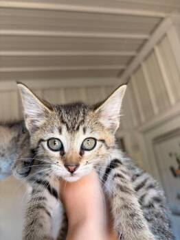 Toffee -  Domestic Short Hair Cat for Adoption in Greensburg, Indiana - Toffee | PetCurious