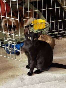 Canberra -  Domestic Short Hair Cat for Adoption in Phoenix, Arizona - Canberra | PetCurious