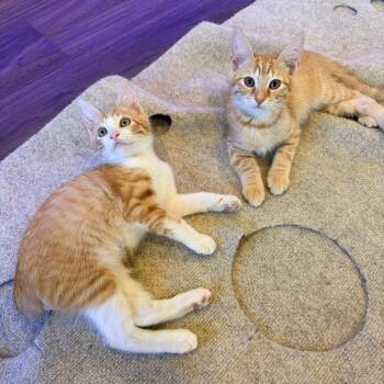 Pizzelle and Biscoff -  Domestic Short Hair Cat for Adoption in Bellmawr, New Jersey - Pizzelle And Biscoff | PetCurious