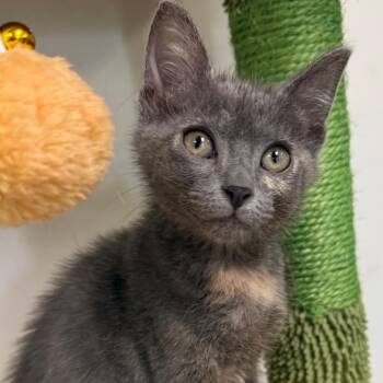 Pretzel -  Domestic Short Hair Cat for Adoption in Houston, Texas - Pretzel | PetCurious