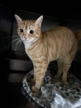 Rescue Domestic Short Hair Cats for Adoption in Pine Grove, Pennsylvania - Simba | PetCurious