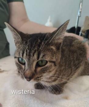 Domestic Short Hair Cats Available for Adoption in Lafayette, Indiana - Wisteria | PetCurious