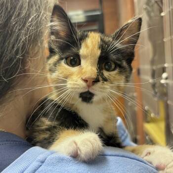 Domestic Short Hair Cats Available for Adoption in Sonora, California - Dolly | PetCurious