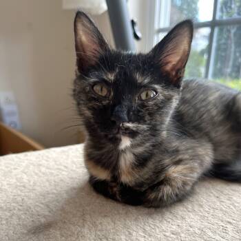 Kizzy -  Domestic Short Hair Cat for Adoption in Apex, North Carolina - Kizzy | PetCurious