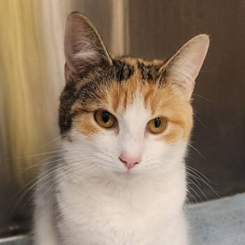 Domestic Short Hair Cats Available for Adoption - Garland | PetCurious