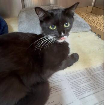 Rescue Domestic Short Hair and Tuxedo Cats for Adoption in North Kingstown, Rhode Island - Salty | PetCurious