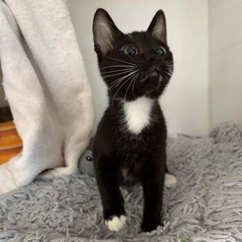 Squeak -  Domestic Short Hair Cat for Adoption in Phoenix, Arizona - Squeak | PetCurious