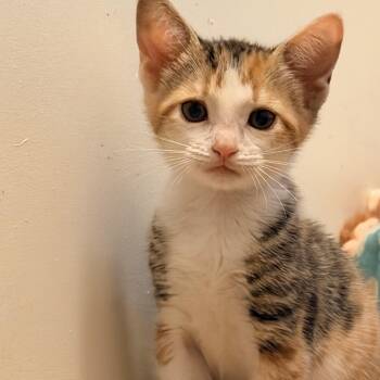 Calico Cats Available for Adoption in Tracy, California - Tiger Lily | PetCurious