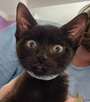 Donatello -  Domestic Short Hair Cat for Adoption in Evans, Georgia - Donatello | PetCurious