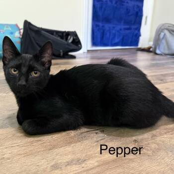 Pepper -  Domestic Short Hair Cat for Adoption in Beaufort, South Carolina - Pepper | PetCurious