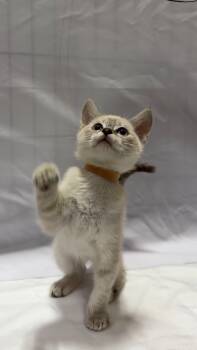 Toast -  Domestic Short Hair Cat for Adoption in Fullerton, California - Toast | PetCurious