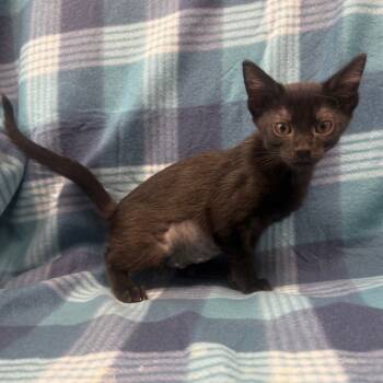 Rescue Domestic Short Hair Cats for Adoption in Jupiter, Florida - Mora | PetCurious