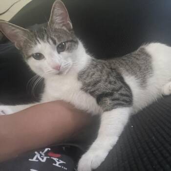 Sophie -  Domestic Short Hair Cat for Adoption in Philadelphia, Pennsylvania - Sophie | PetCurious