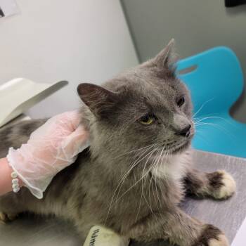 Rescue Domestic Long Hair Cats for Adoption in Charleston, West Virginia - Tupac | PetCurious