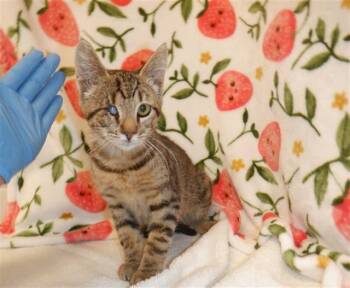 A1411878 -  Domestic Short Hair Cat for Adoption in San Jose, California - A1411878 | PetCurious