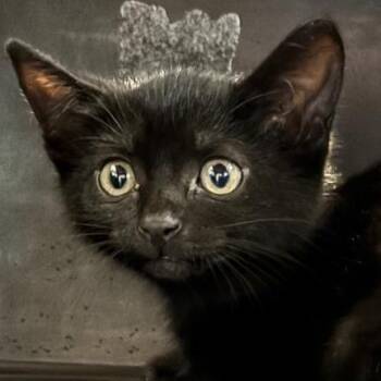 Crescent -  Domestic Short Hair Cat for Adoption in Allentown, Pennsylvania - Crescent | PetCurious